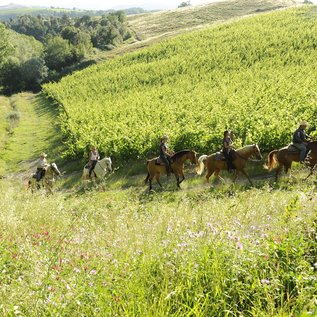Reiten entlang des Weinberges