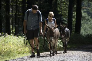 Eselwanderer im Sonnenwald