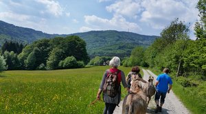 Eselwandern in Bayern