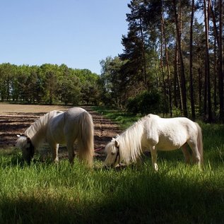 Shettland Ponys