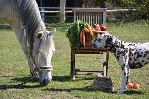 Ein weißes Pferd frisst Gras und ein Dalmatiner-Hund steht neben einem Stuhl mit einem Korb voller Möhren und Äpfel auf dem Reiterhof.