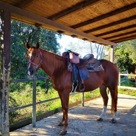 Gesatteltes Pferd