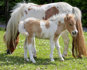 Eine gescheckte Pony-Stute steht mit ihrem kleinen, ebenfalls gescheckten Fohlen auf einer saftig grünen Weide des Reiterhofs.