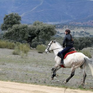Ritt in flottem Galopp
