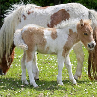 Ponystute mit Fohlen