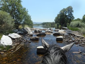 Abkühlen im Fluss