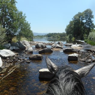 Abkühlen im Fluss