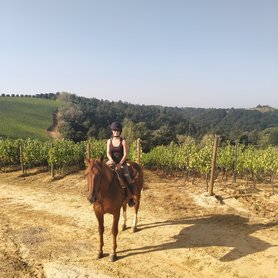 Reiten durch die Weinreben