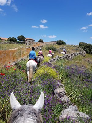 Wanderreiten durch die Dehesa