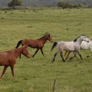 Glückliche Pferde auf der Wiese
