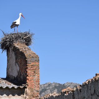 Storch auf einem Dach