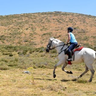 Im Galopp durch die Dehesa
