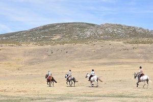 Im Galopp durch die Dehesa