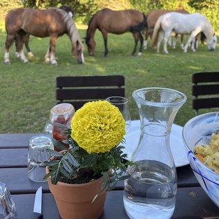 Gedeckter Tisch im Grünen mit grasenden Pferden beim Reiturlaub in der Eifel