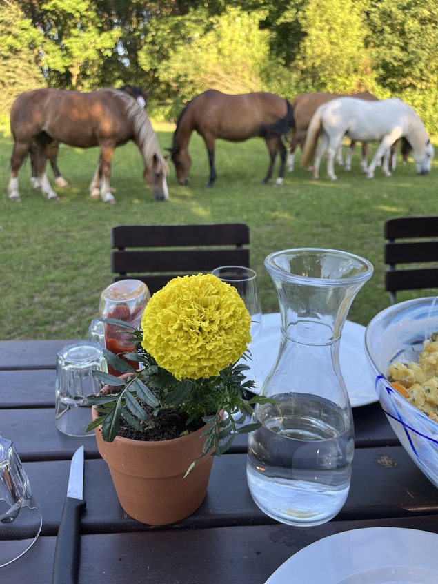 Gedeckter Tisch im Grünen mit grasenden Pferden beim Reiturlaub in der Eifel