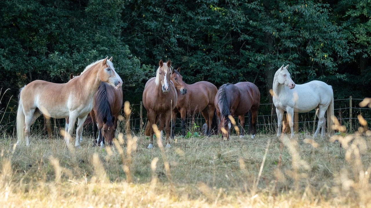 Eine friedliche Pferdeherde weidet auf einer grünen Wiese vor einer malerischen Eifellandschaft im Sonnenuntergang.