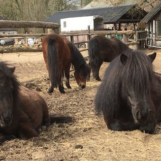Ponys auf dem Paddock