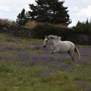 Pferd genießt den "Feierabend" auf der Wiese