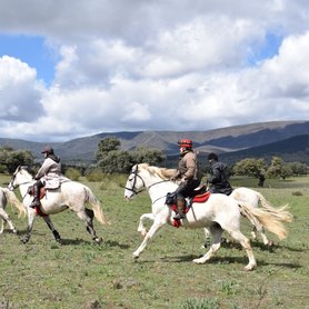 Im Galopp durch die Natur