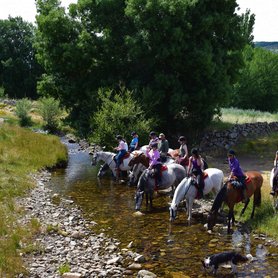 Trinkpause für die Pferde am Bach