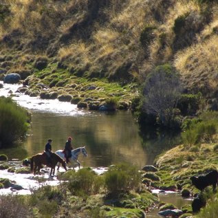Flussüberquerung mit einem Stier am Ufer