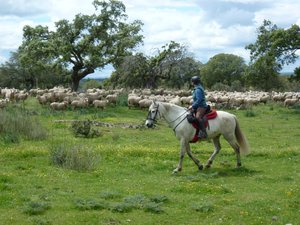 Reiten über Schafwiesen