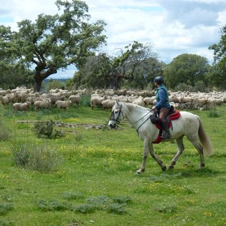 Reiten über Schafwiesen