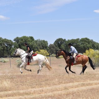 Im Galopp durch die Dehesa