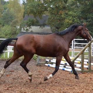 Reitpferd