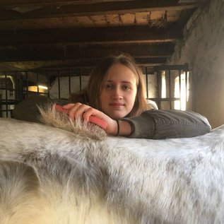 Jugendliche putzt Pferd