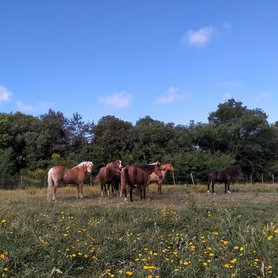 Pferde auf der Wiese