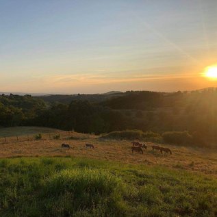 Pferdeherde bei der Abenddämmerung