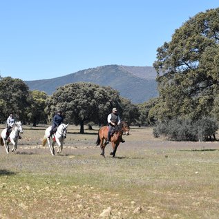 Im Galopp durch die Dehesa