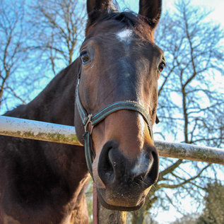 Pferd auf der Koppel