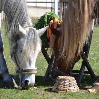 Ponys auf der Wiese