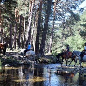 Reiten durch den Bach in den Wald hinein