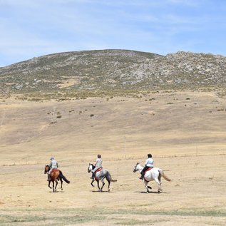 Im Galopp durch die Dehesa