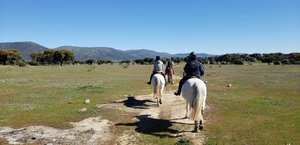 Reiten durch die Dehesa